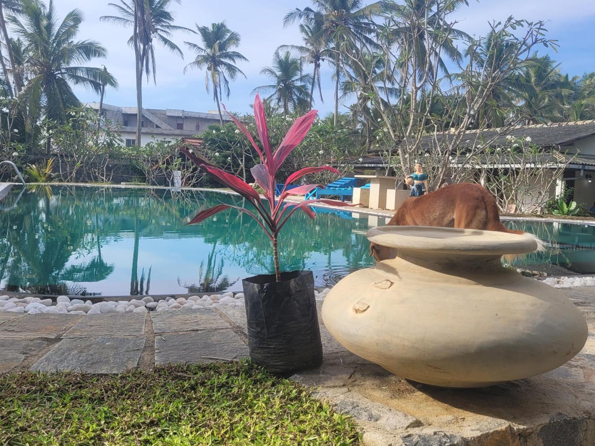 Dreamvillage Dodanduwa Ngoại thất bức ảnh